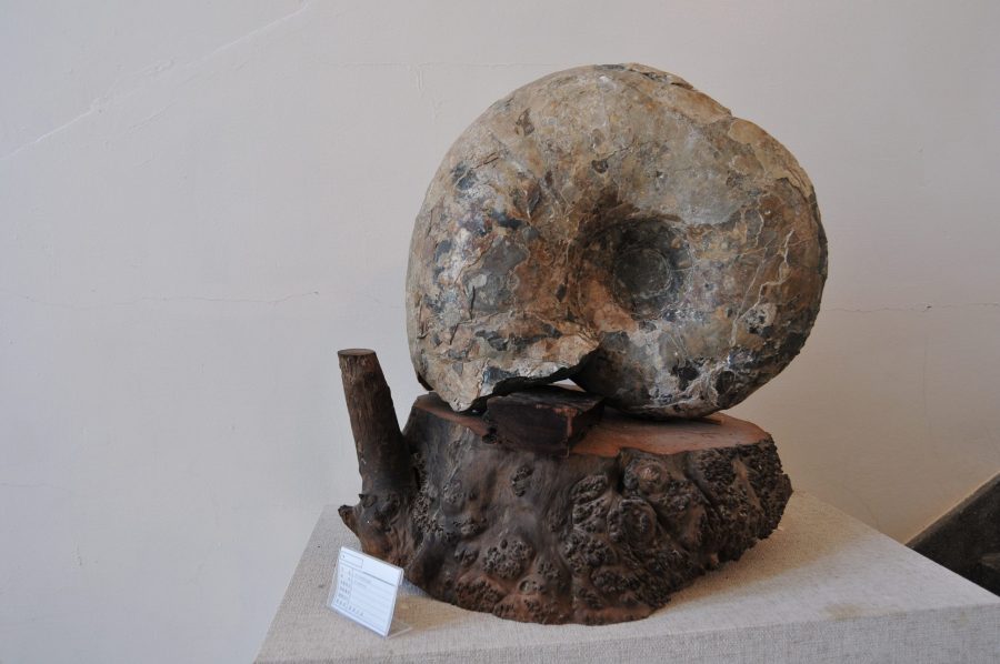 アンモナイトの化石。白亜紀以降の地層が分布する羽幌には、保存の良い化石が多数出土する。