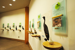 天売島で繁殖する海鳥8種類の卵を、ほぼ実物大・実物の重さで展示しています。それぞれの鳥の繁殖方法について、卵の大きさや数から考えてもらうような構成になっています。