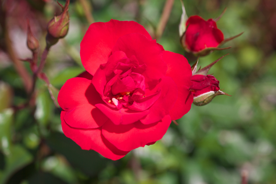 [ラセビリアーナ]　鮮やかな朱赤の花が目を引きます。耐病性、耐寒性に優れる安定感のある品種です。1979年にドイツで開催されるバラの国際コンクールでADRを受賞しました。