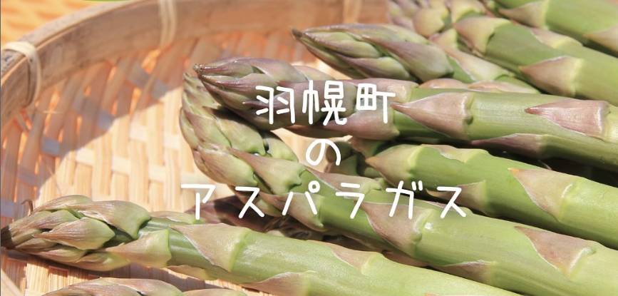 羽幌町のアスパラガス※羽幌町ふるさと納税