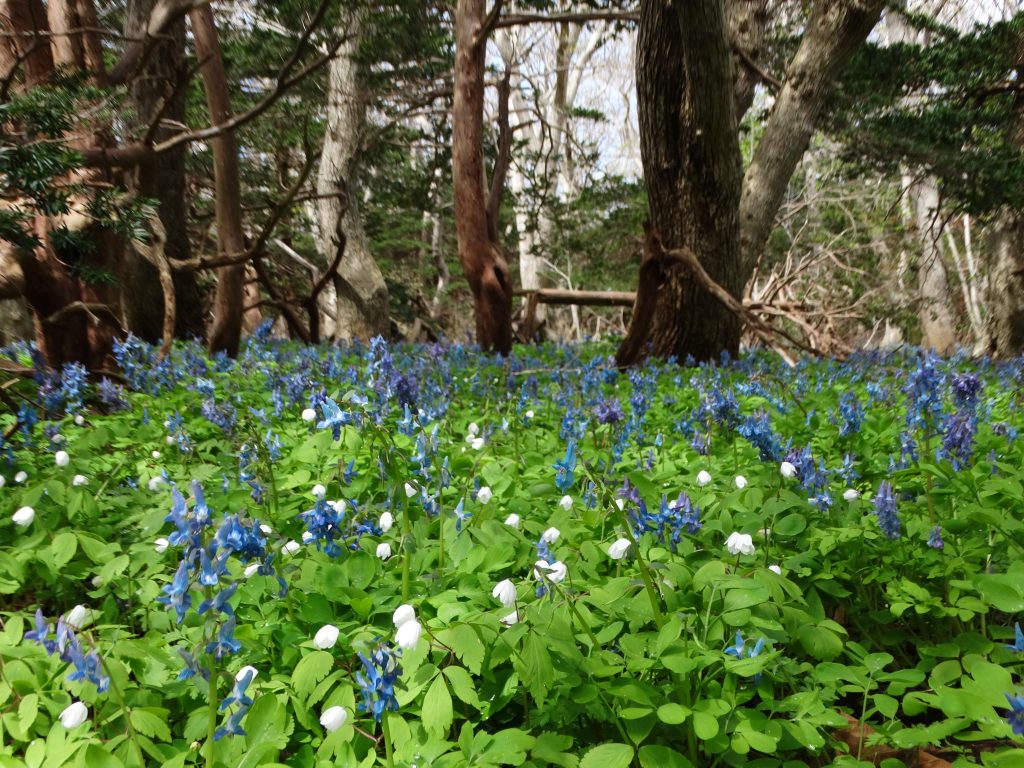 焼尻島情報