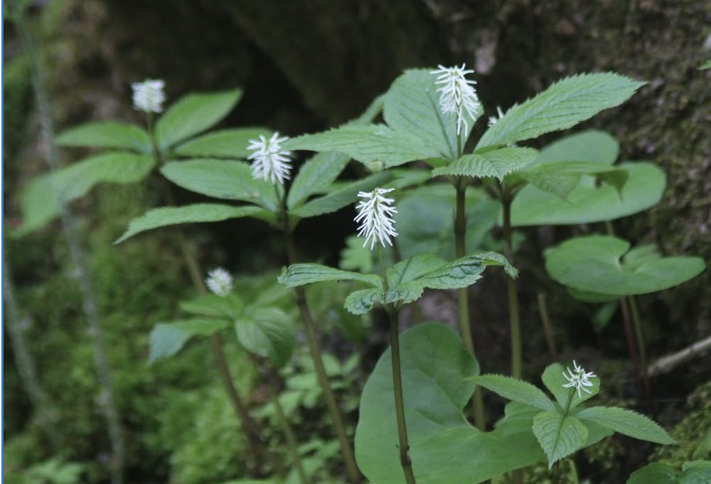 羽幌町の自然情報　※北海道海鳥センター