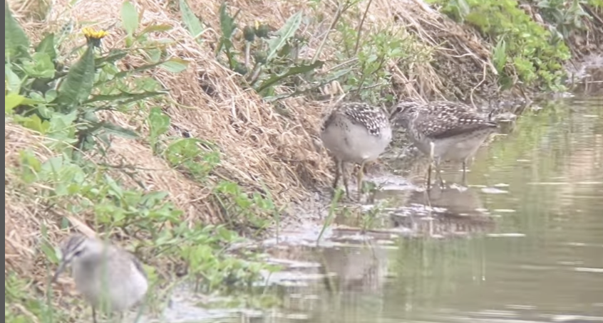 水田にタカブシギいました※北海道海鳥センター