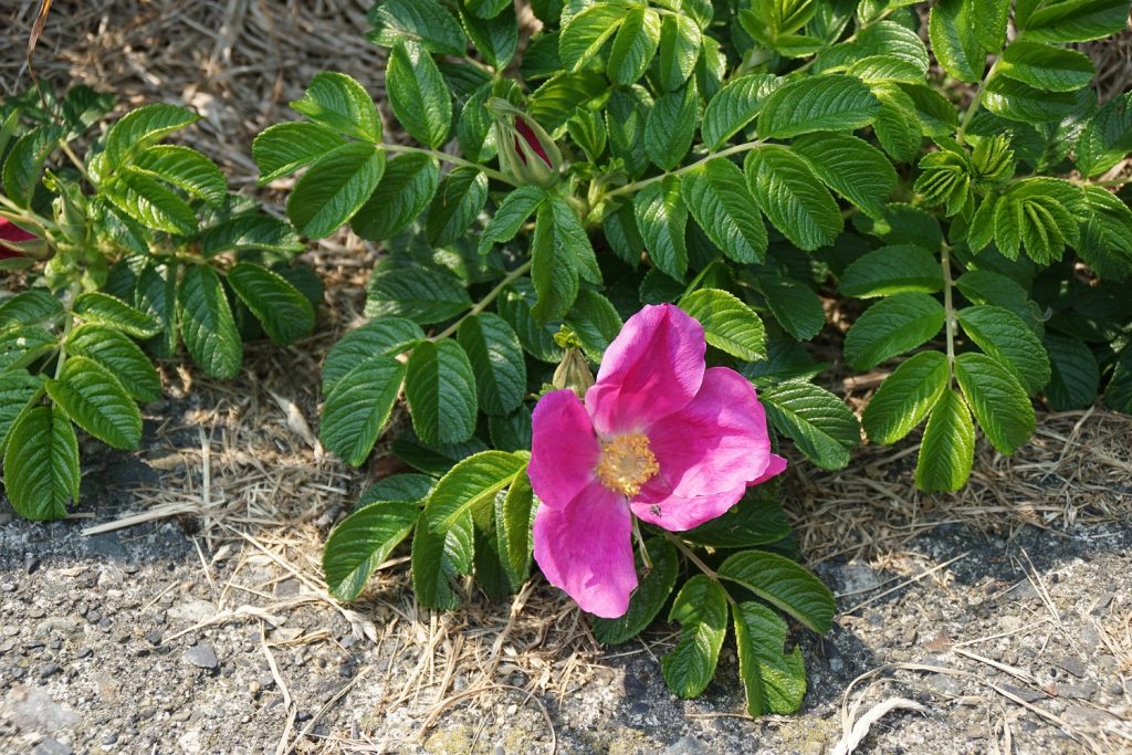 島は花の季節です