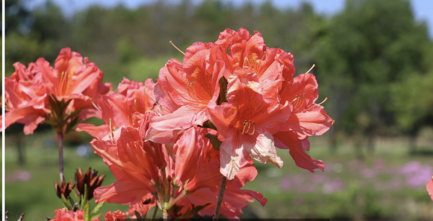 ツツジと芝桜が見頃を迎えました　※羽幌町