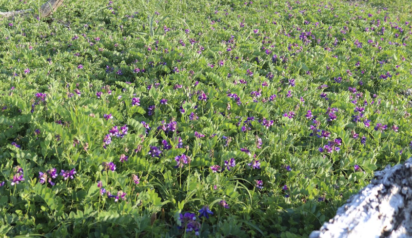 はぼろサンセットビーチ_生き物紹介①※北海道海鳥センター