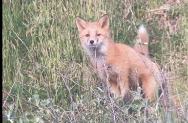 キタキツネの子供がいました。※北海道海鳥センター