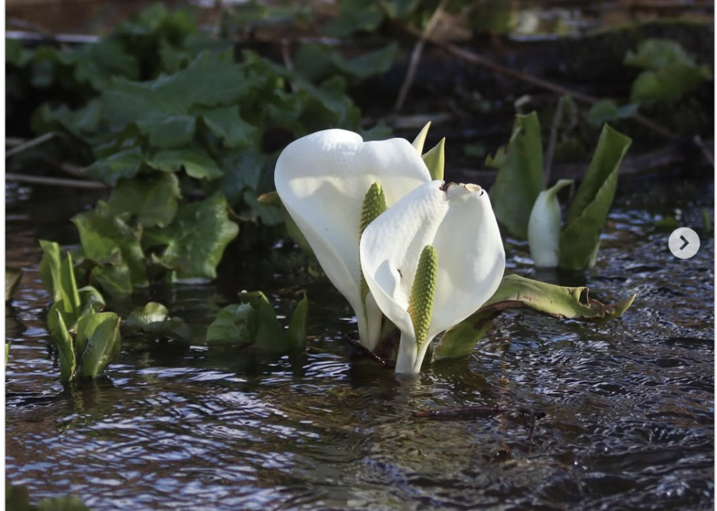 羽幌町で出会える春の花（４月２４日発信）　※北海道海鳥センター