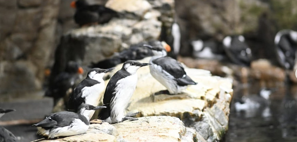 海鳥フェスのブース紹介※北海道海鳥センター