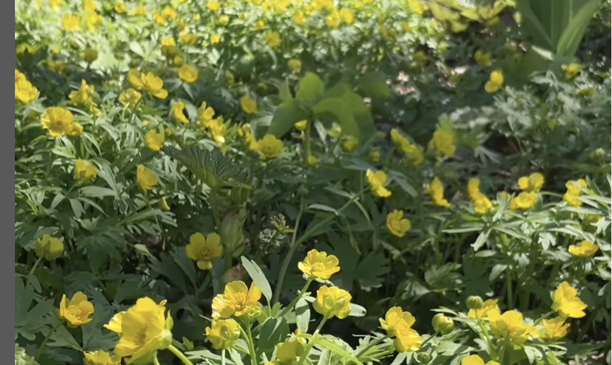 エゾエンゴサクとエゾキンポウゲが咲いてます　※北海道海鳥センター