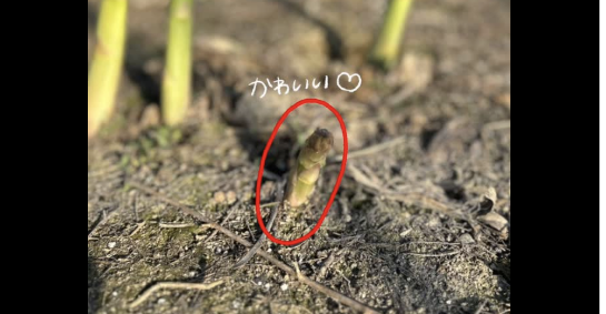 先行予約受付中です！※羽幌町ふるさと納税