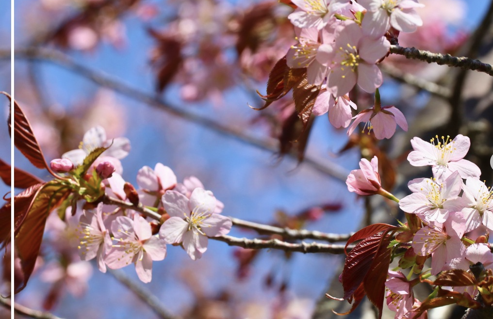 スポーツ公園パークゴルフ場内の桜が開花しました🌸 ※羽幌町