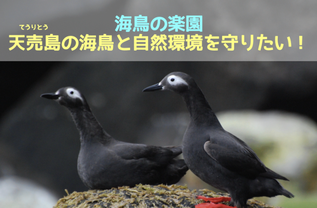 海鳥を守るふるさと納税　※北海道海鳥センター