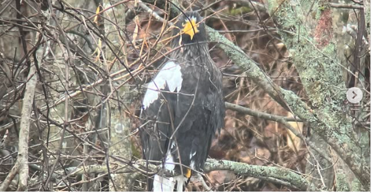のんびり自然観察会「オジロワシとオオワシを観察しよう！」@北海道海鳥センター
