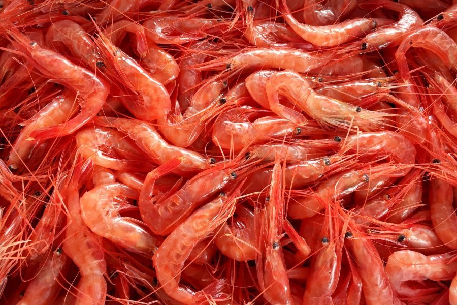 北の⽇本海の恵み