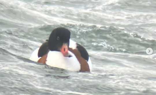 冬鳥観察会を開催しました　@北海道海鳥センター