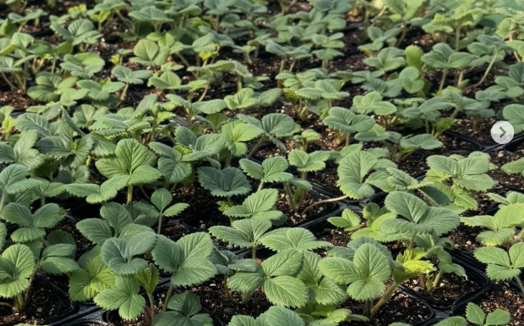 2026年スタート　@村上農園