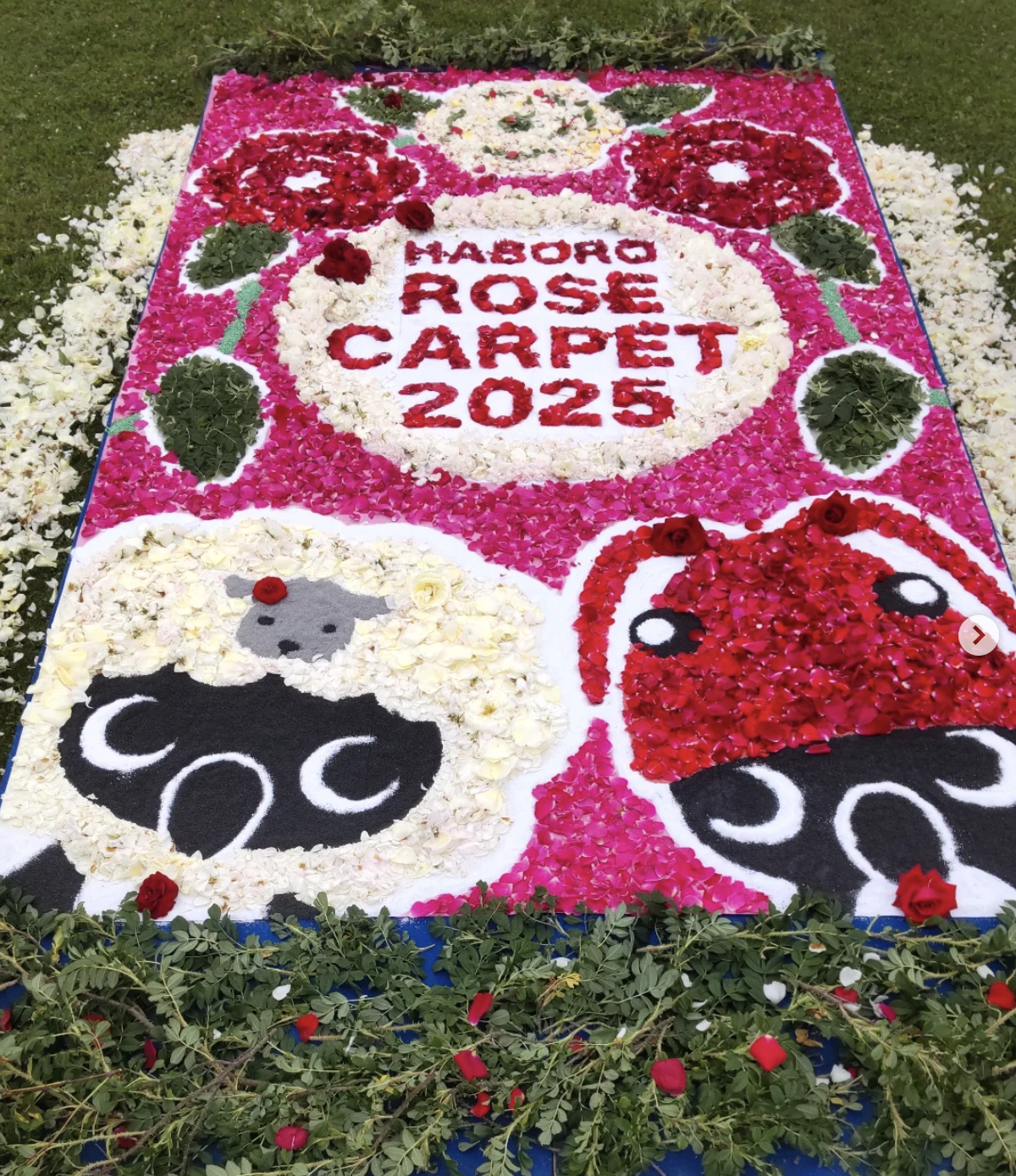はぼろバラ園のバラを使用したローズカーペット。記念撮影を楽しめます。