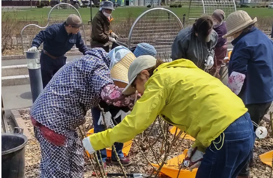 今シーズン最初のバラボランティア　@haboro_rose_garden