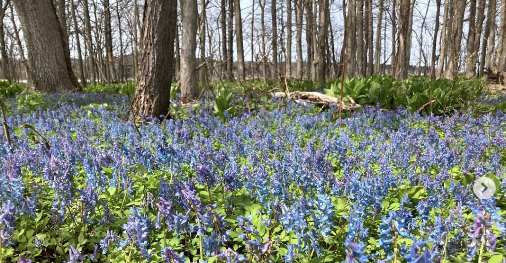早春の草花が見頃を迎えています。@北海道海鳥センター