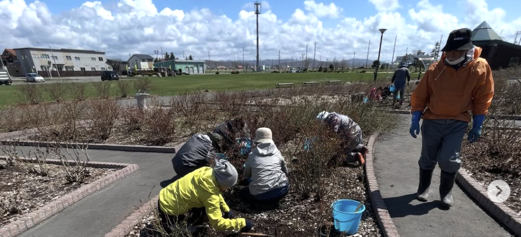 ２回目のバラボランティア　@羽幌バラ園