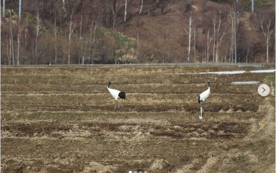 鶴を発見　@JAるもい