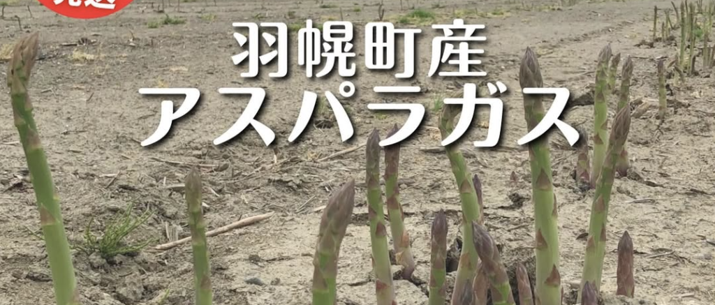 羽幌町産アスパラガス　@furusato_haboro